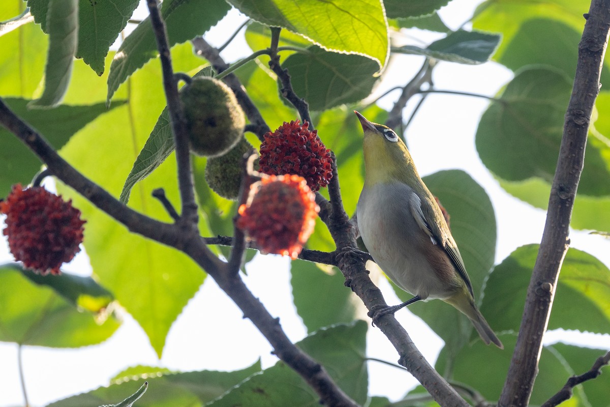 Chestnut-flanked White-eye - ML624750368