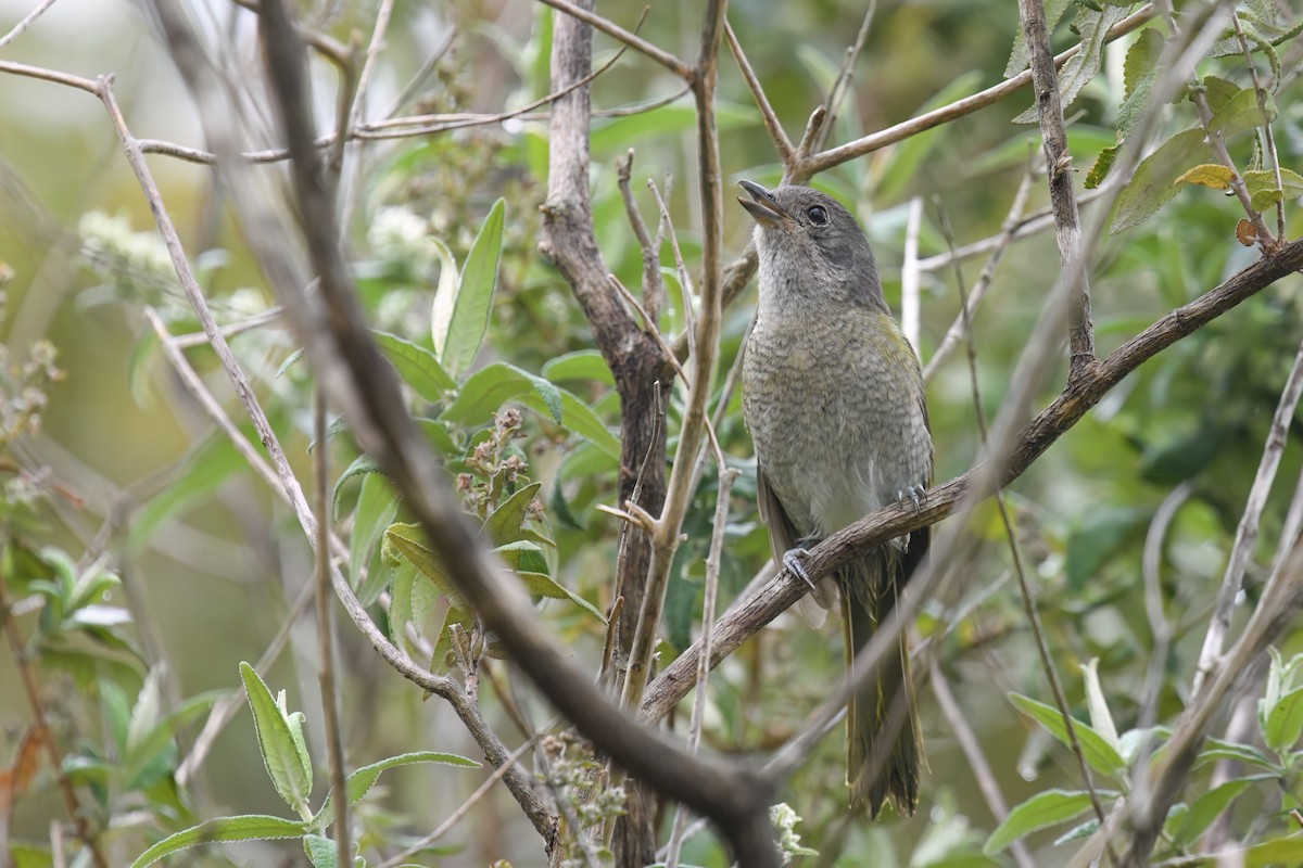 Olive Bushshrike - ML624750382