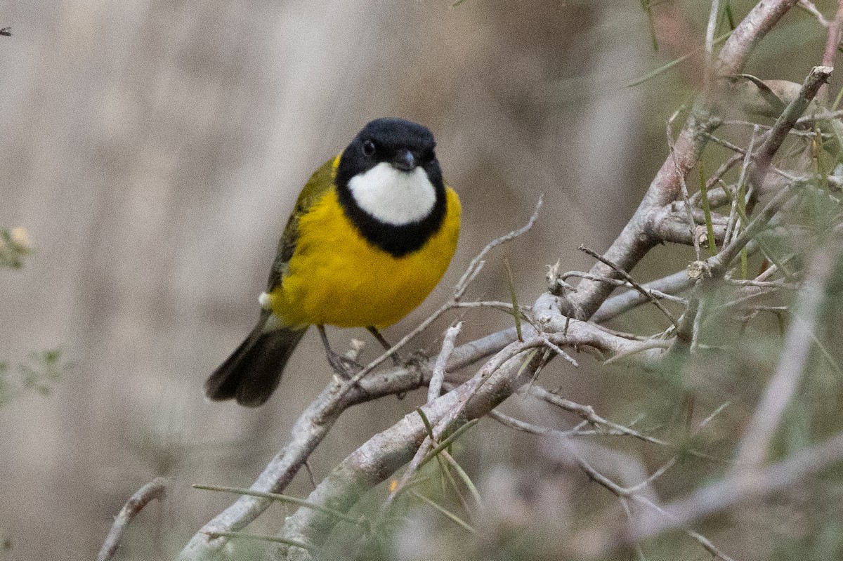 Golden Whistler (Eastern) - Honza Grünwald