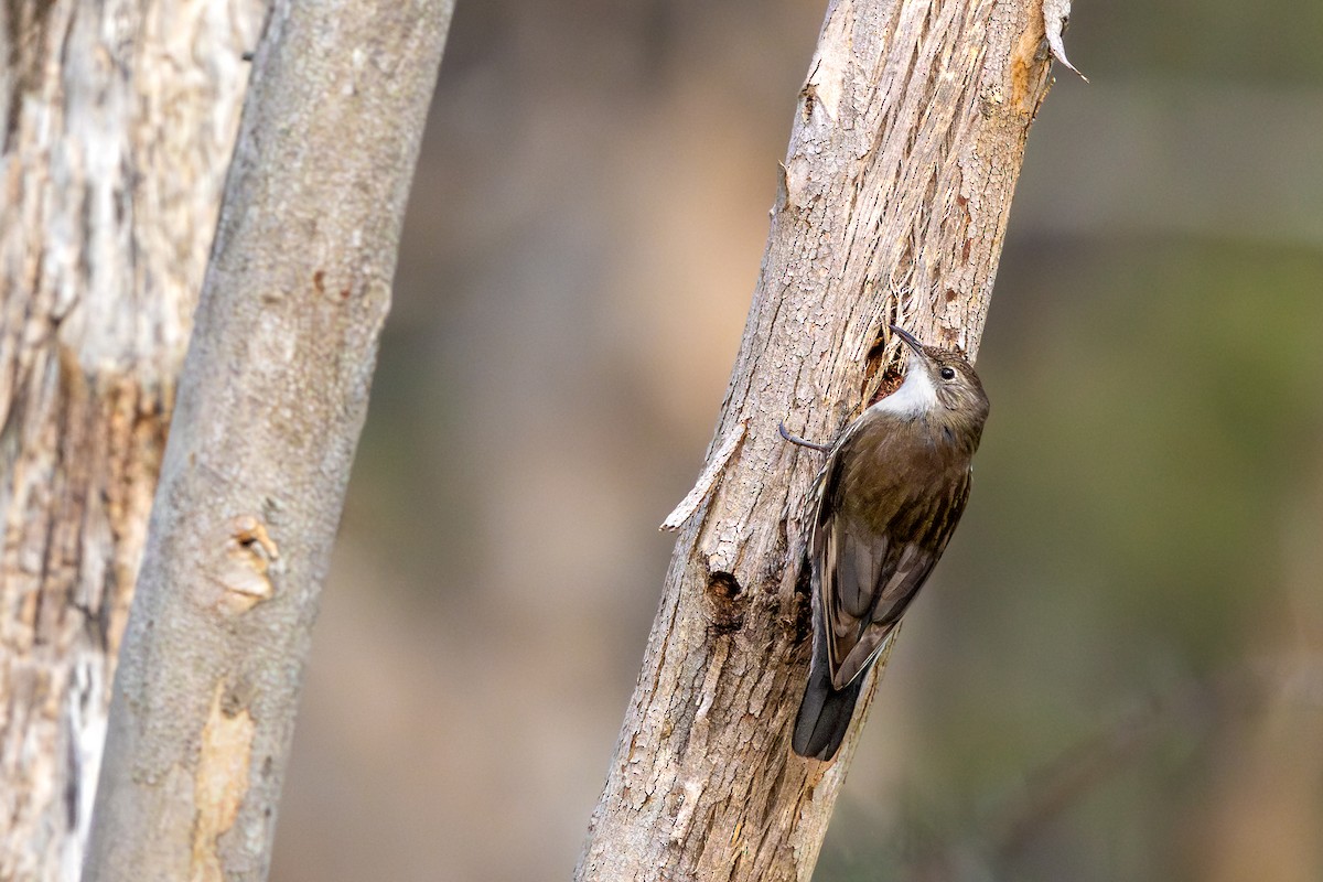 White-throated Treecreeper (White-throated) - ML624750406