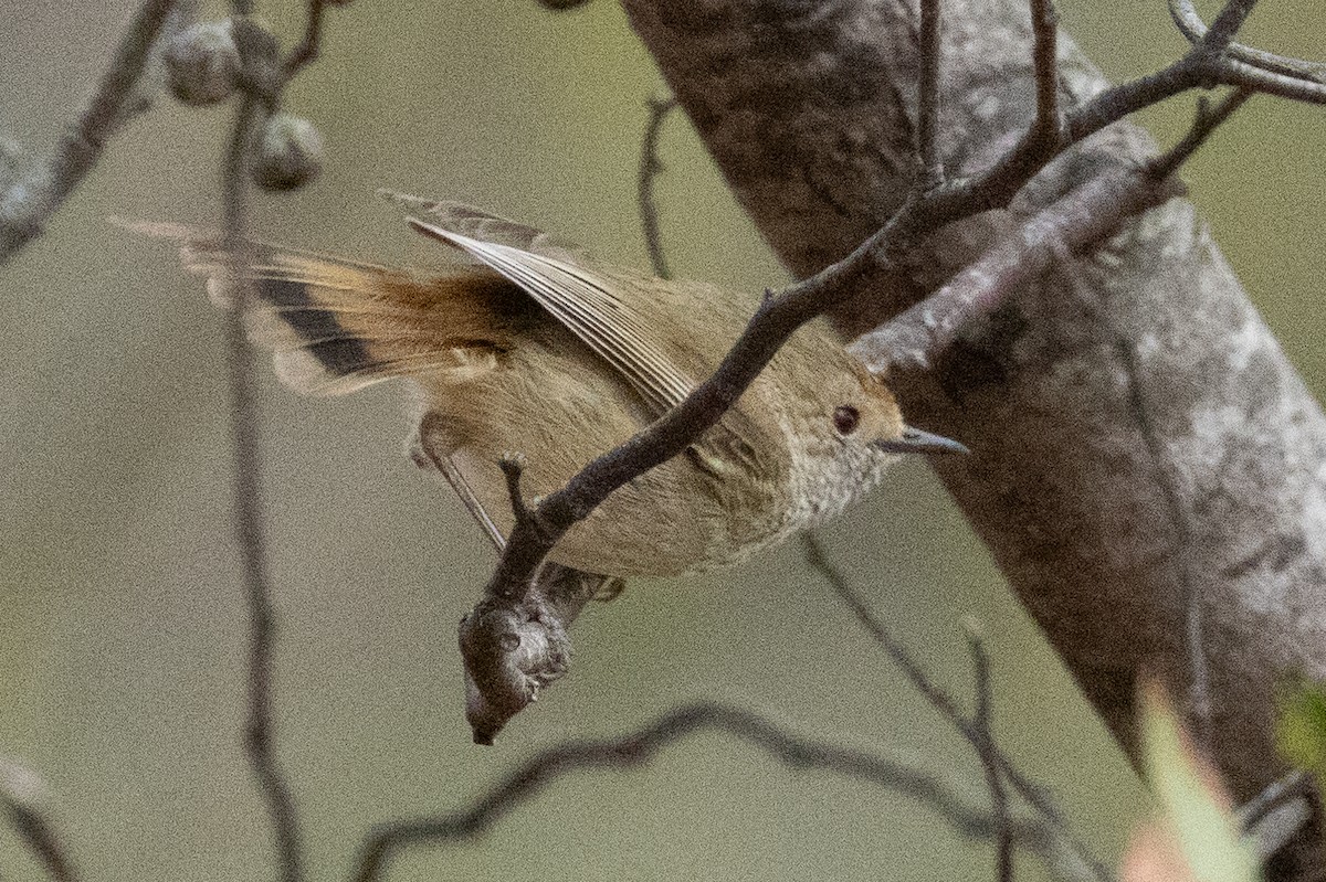 Brown Thornbill - ML624750433