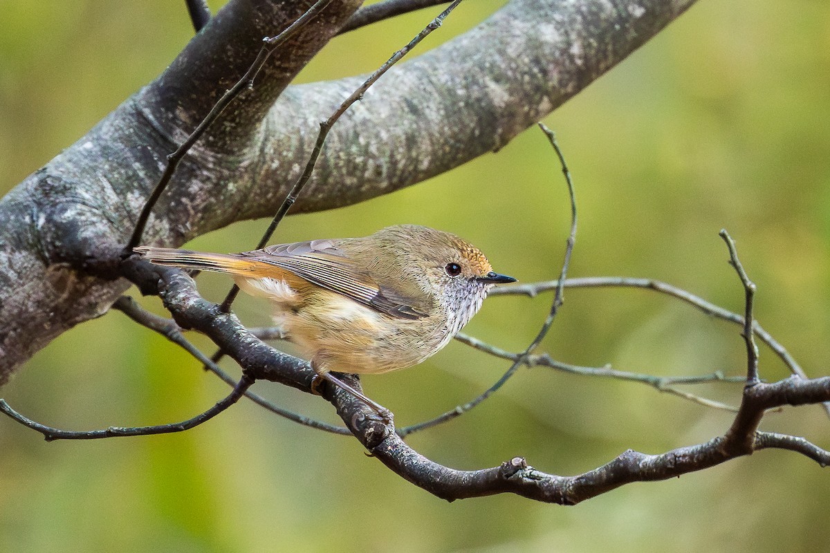 Brown Thornbill - ML624750434