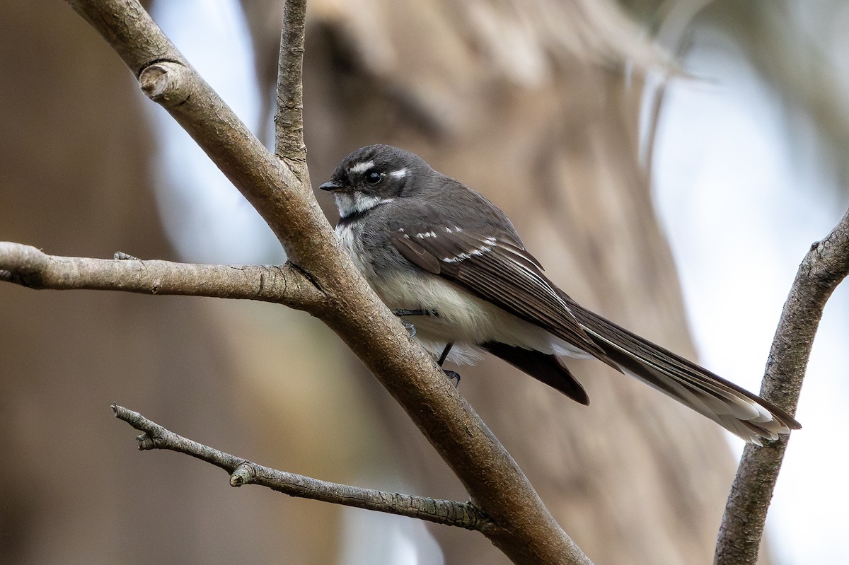 Gray Fantail - ML624750481