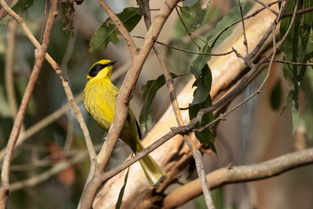 Yellow-tufted Honeyeater (Yellow-tufted) - ML624750487