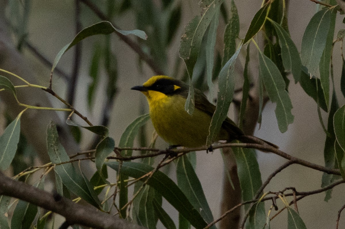 Yellow-tufted Honeyeater (Yellow-tufted) - ML624750488