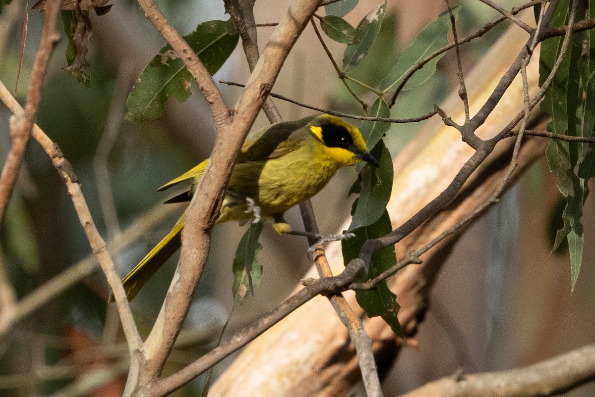 Yellow-tufted Honeyeater (Yellow-tufted) - Honza Grünwald