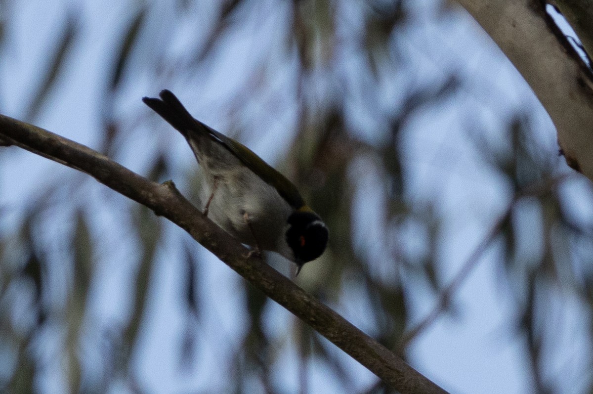 White-naped Honeyeater - ML624750490