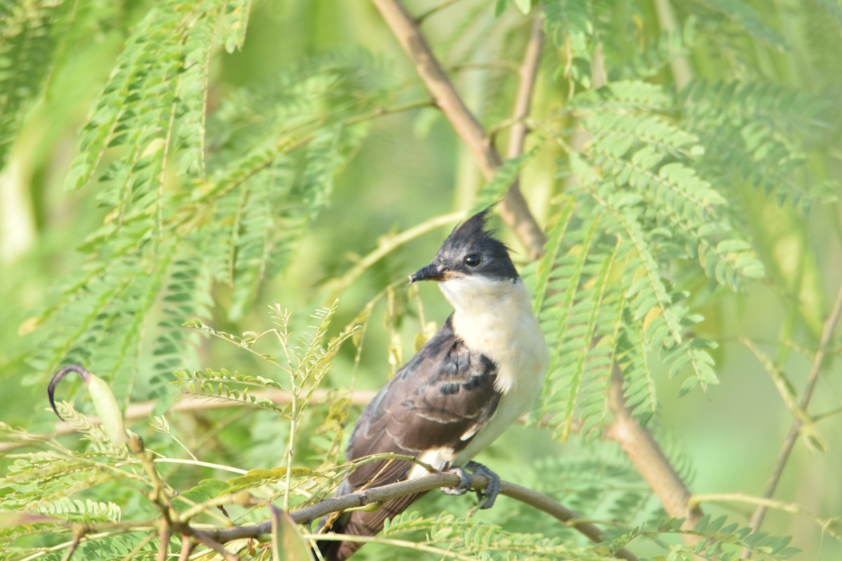 Pied Cuckoo - ML624750553