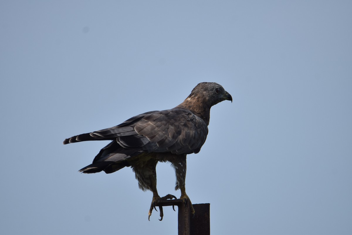 Oriental Honey-buzzard - ML624750556
