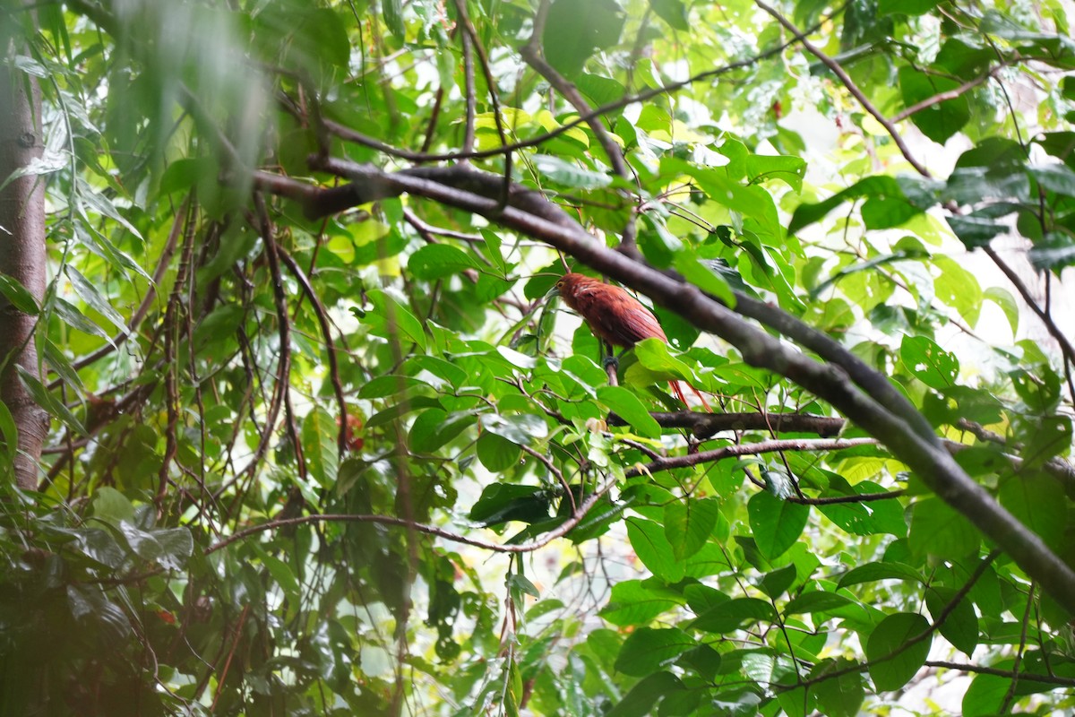 Rufous Coucal - ML624750603