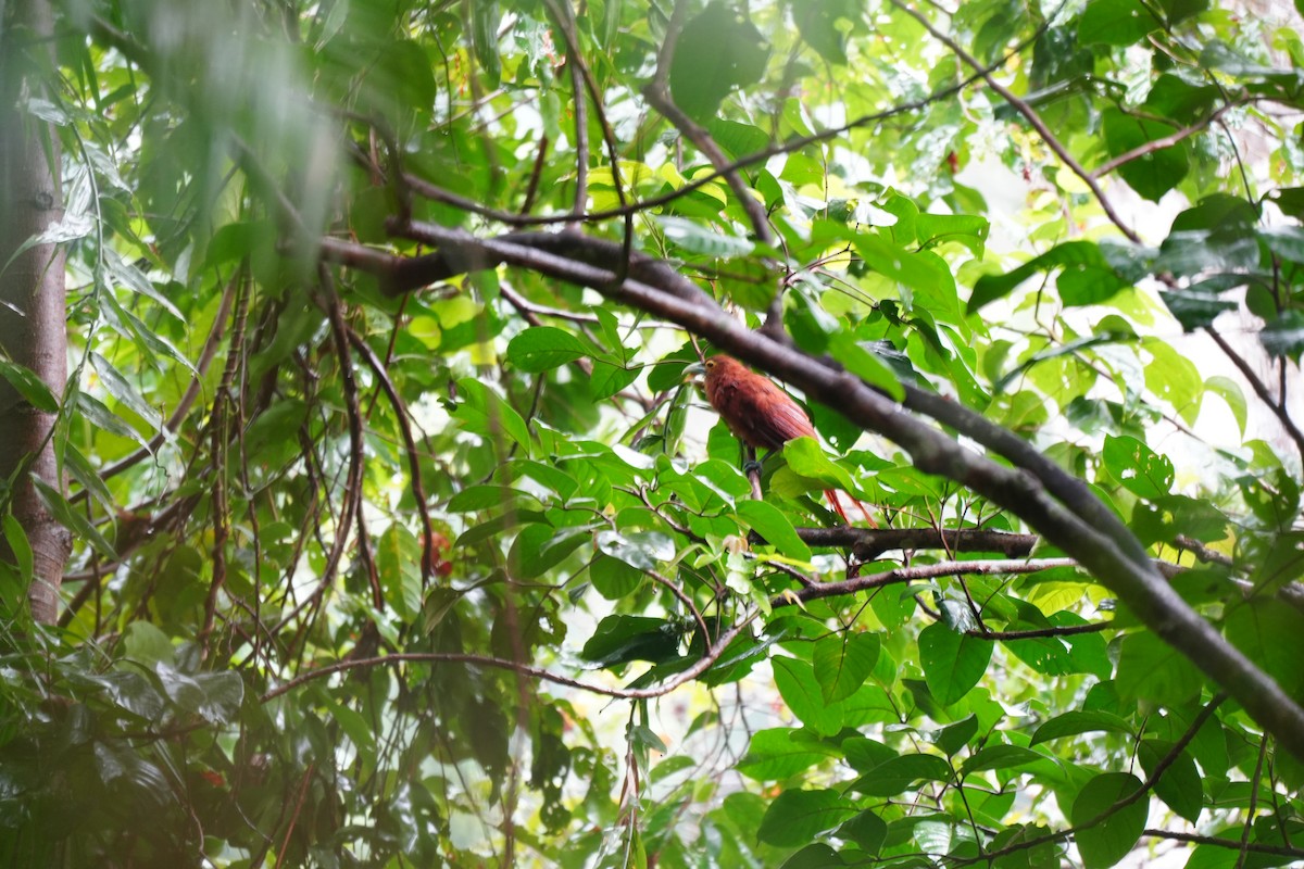 Rufous Coucal - ML624750604