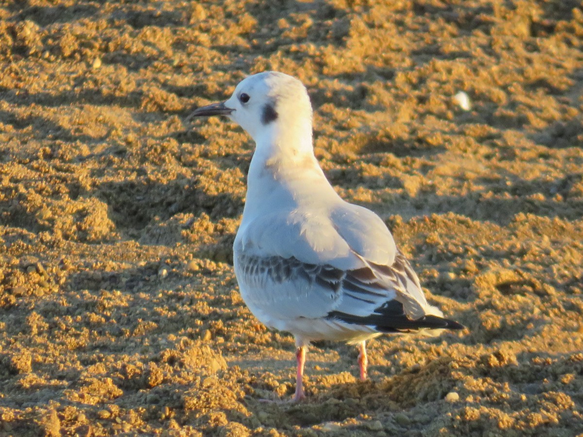 Bonaparte's Gull - ML624750622