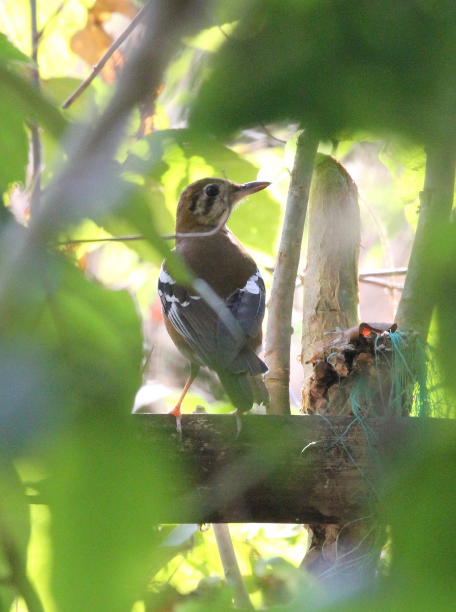 Orange-banded Thrush - Colin Trainor