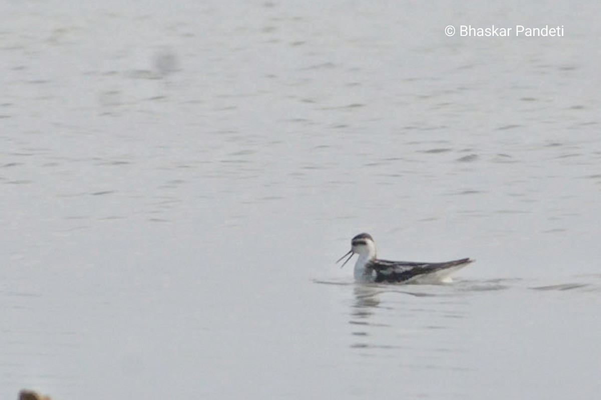 Red-necked Phalarope - ML624751339