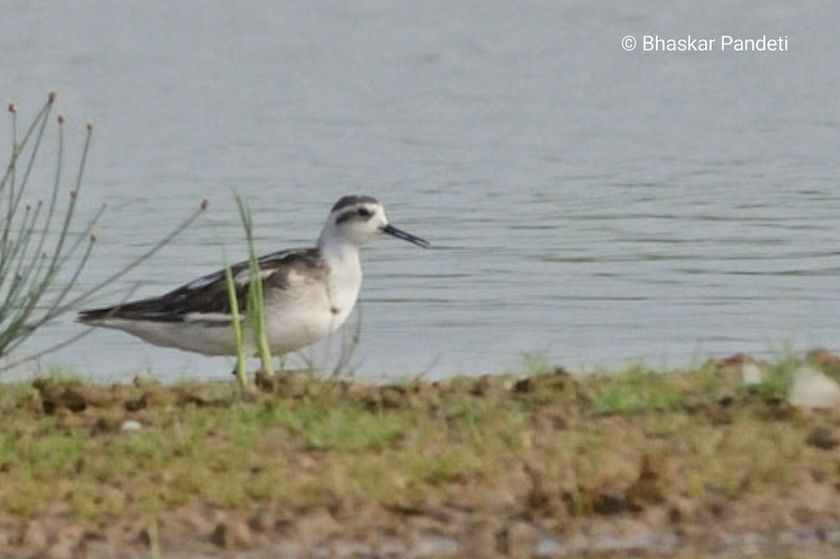 Red-necked Phalarope - ML624751340