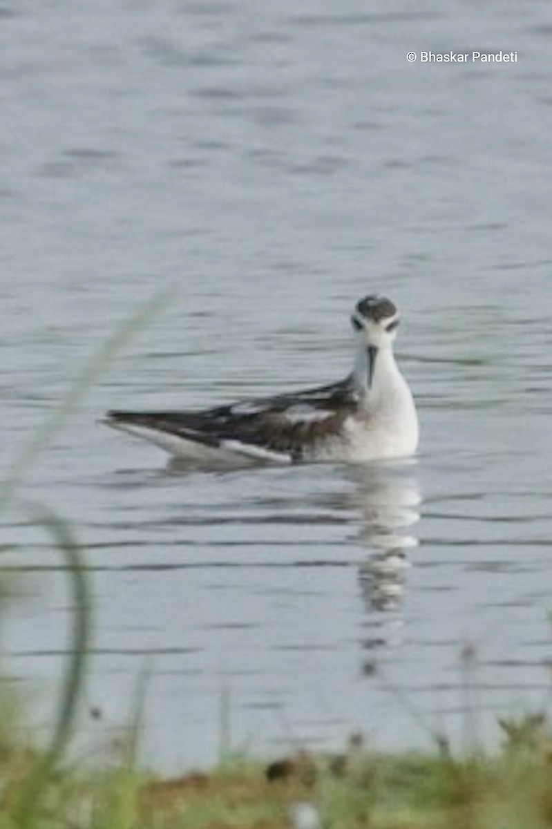 Red-necked Phalarope - ML624751341