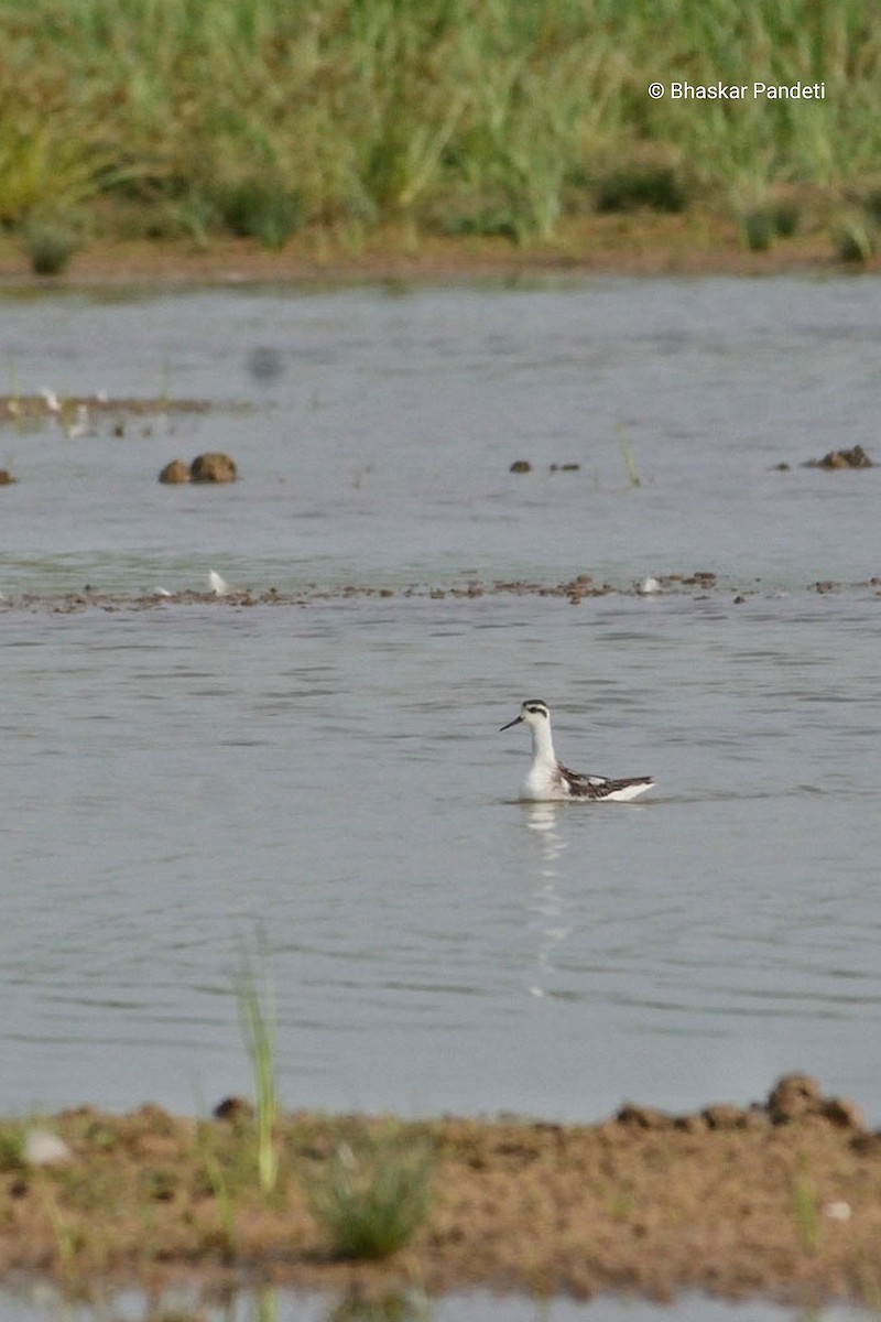Red-necked Phalarope - ML624751342