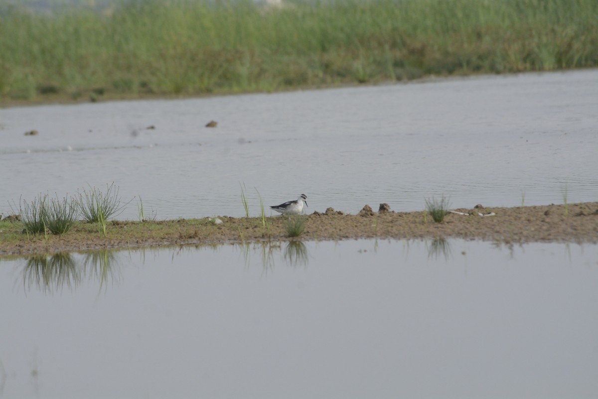 Red-necked Phalarope - ML624751343
