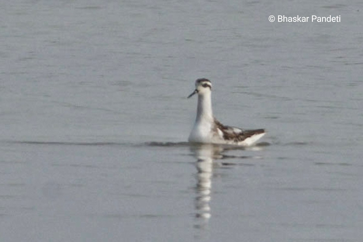 Red-necked Phalarope - ML624751450