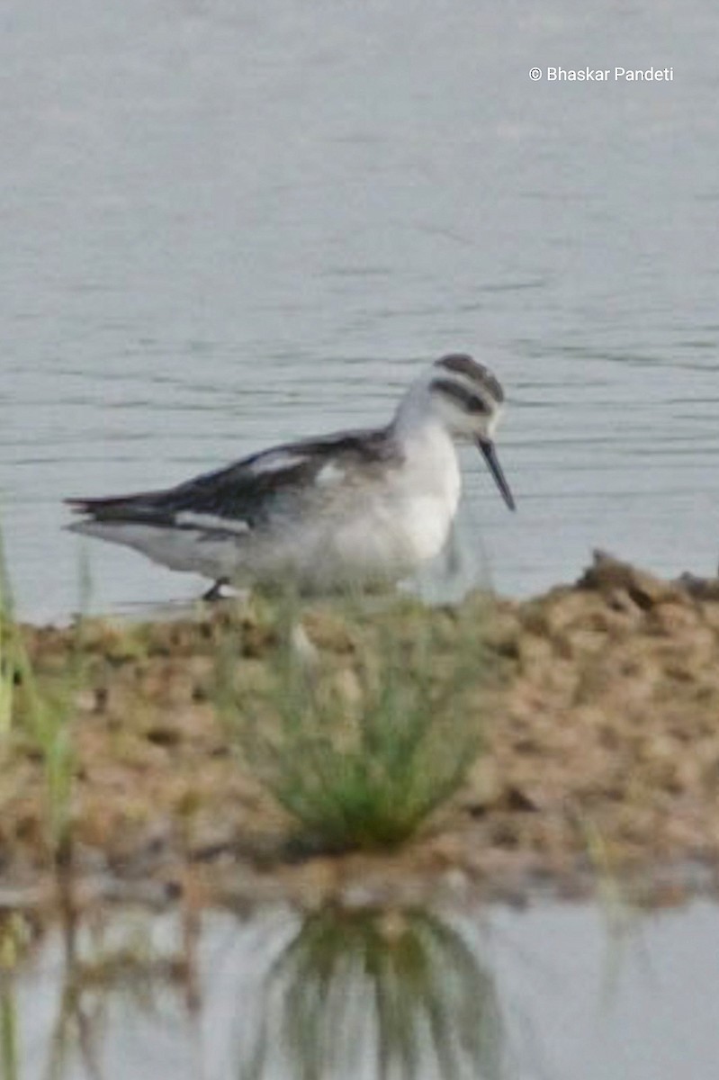 Red-necked Phalarope - ML624751451