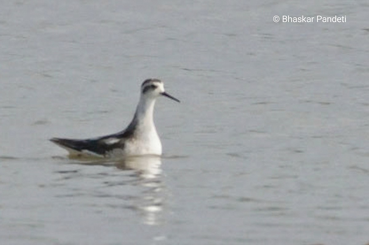 Red-necked Phalarope - ML624751452
