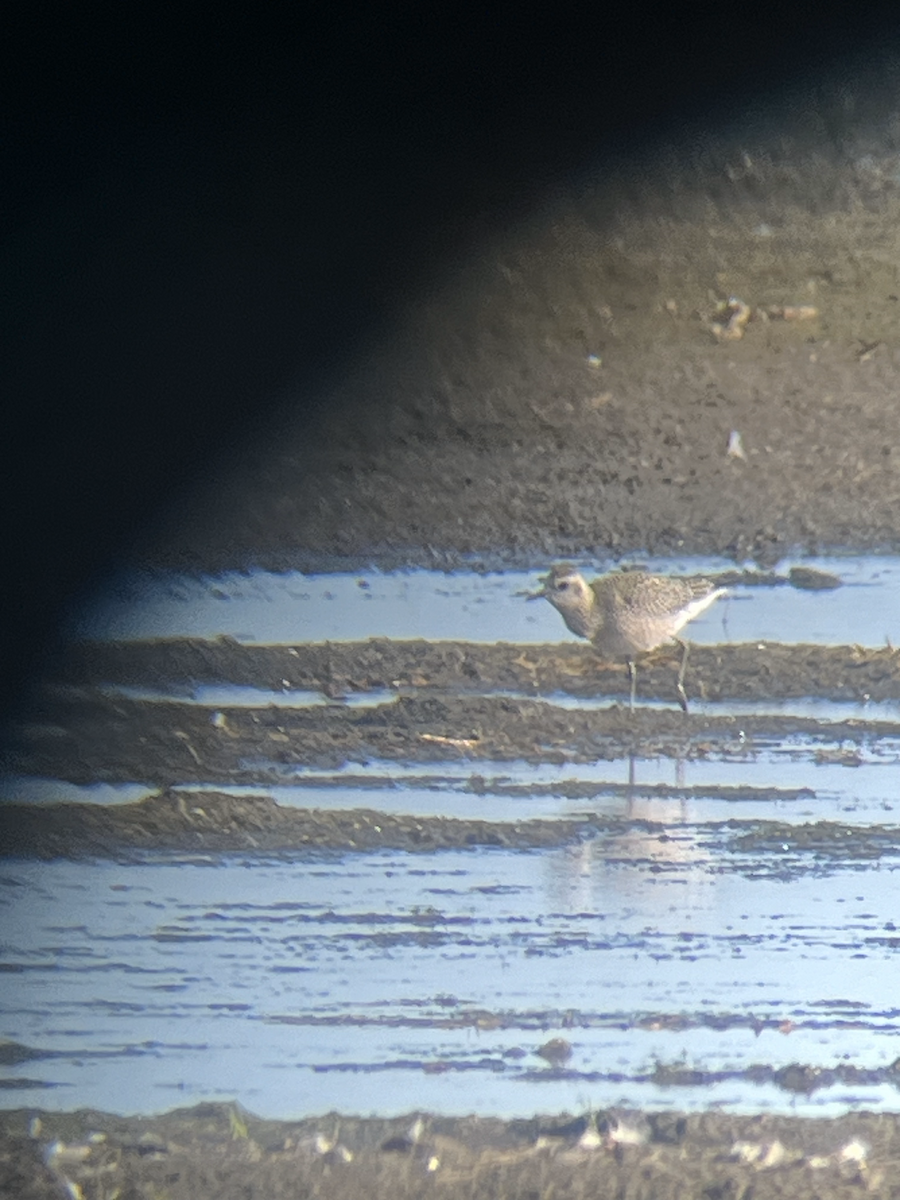 American Golden-Plover - ML624751486
