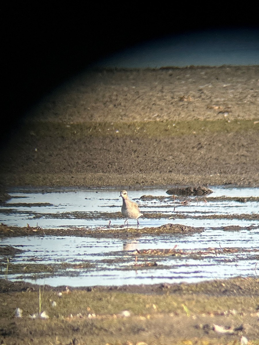 American Golden-Plover - ML624751502