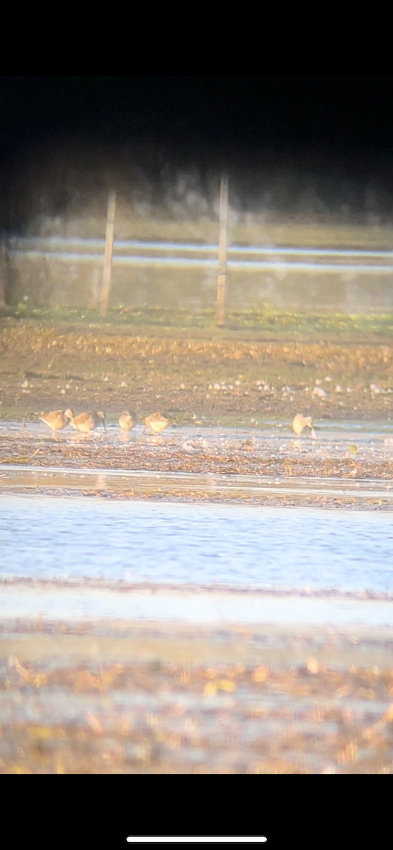 Long-billed Dowitcher - ML624751508