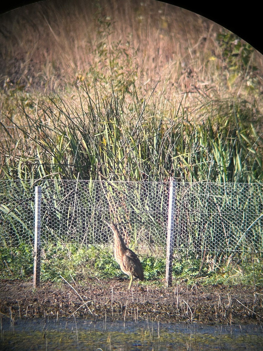 American Bittern - ML624751516