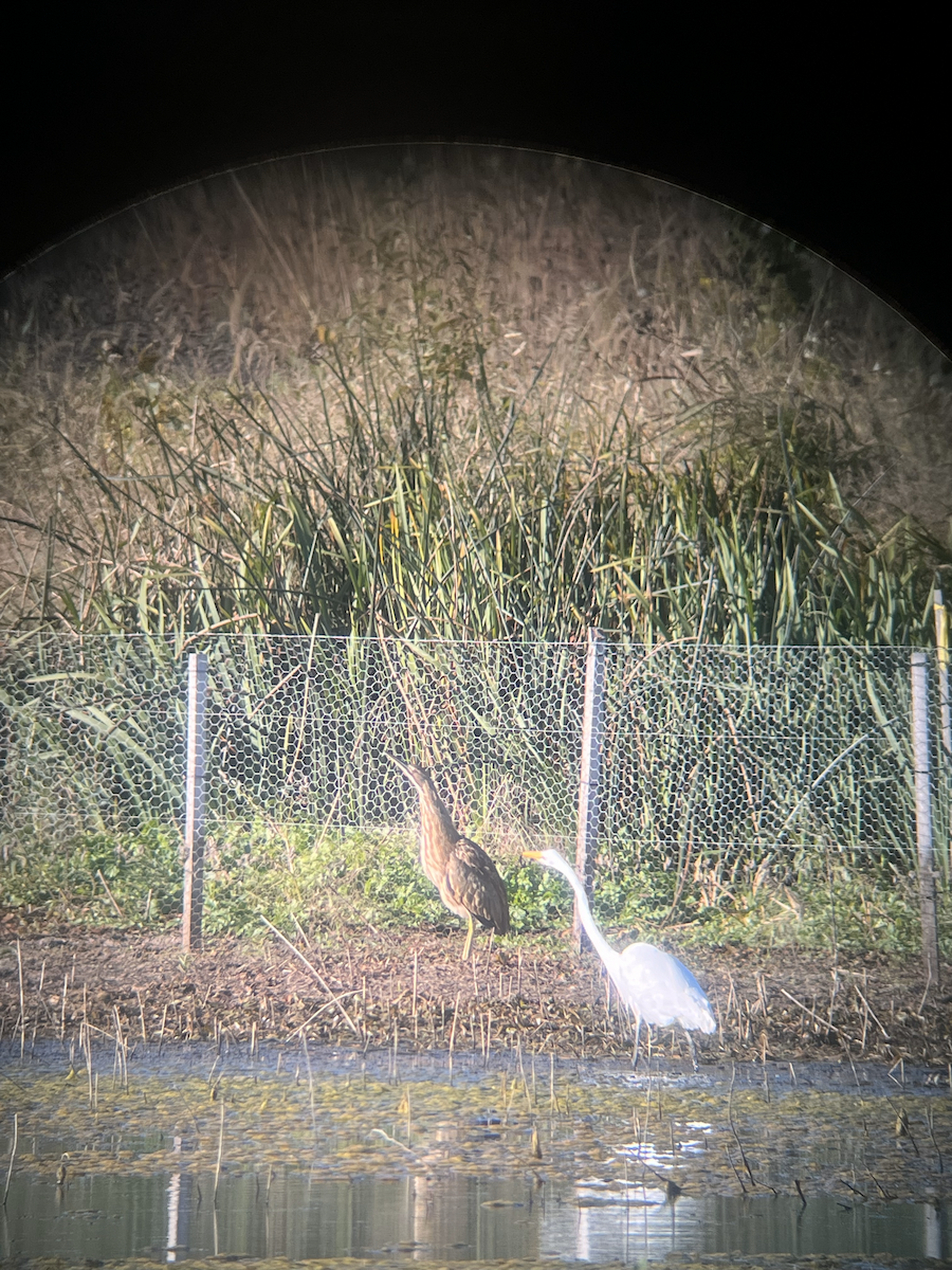 American Bittern - ML624751517