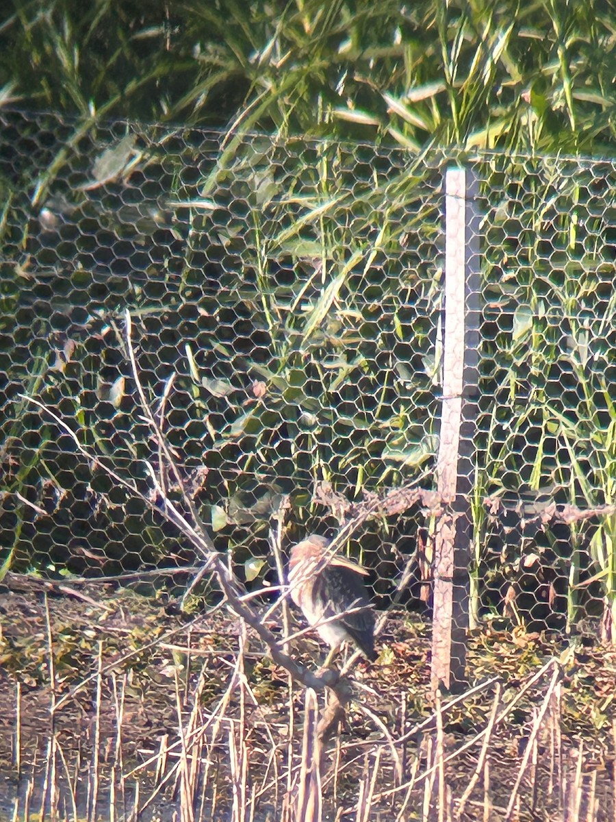 Green Heron - ML624751684