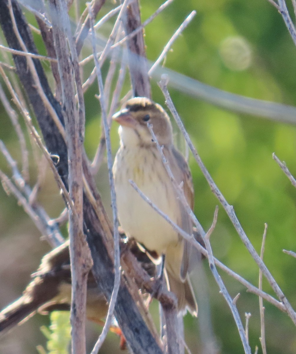 Dickcissel - ML624751821