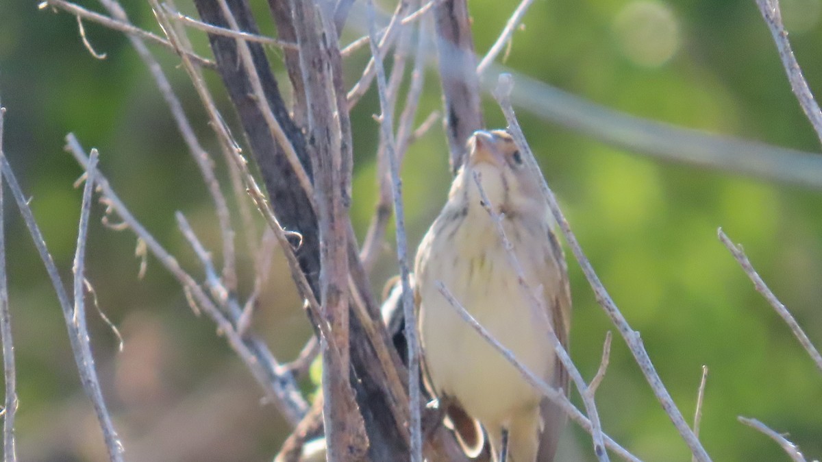 Dickcissel - ML624751822