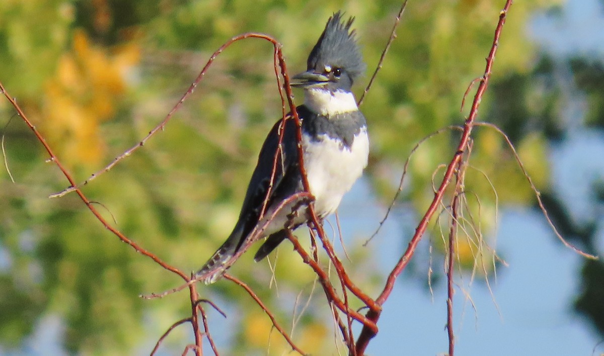 Belted Kingfisher - ML624751828