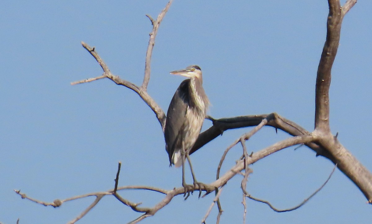 Great Blue Heron - Merri R