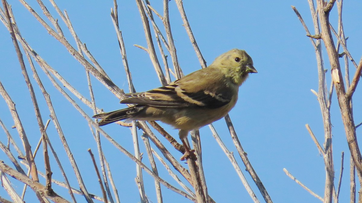 American Goldfinch - ML624751865