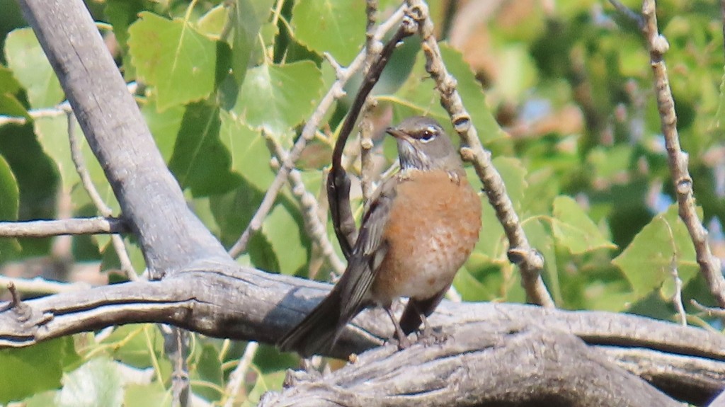 American Robin - ML624751891