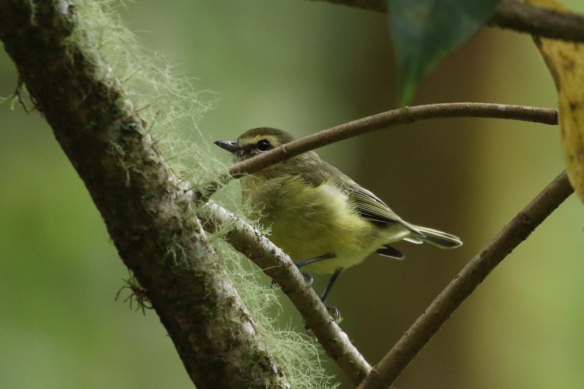 Yellow-winged Vireo - ML624751897