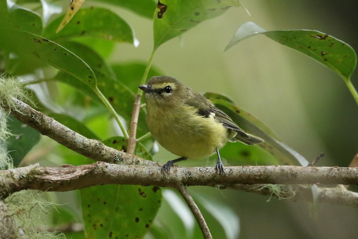 Yellow-winged Vireo - ML624751898