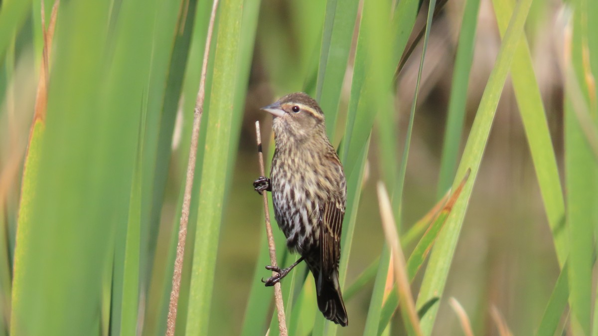 Red-winged Blackbird - ML624751903