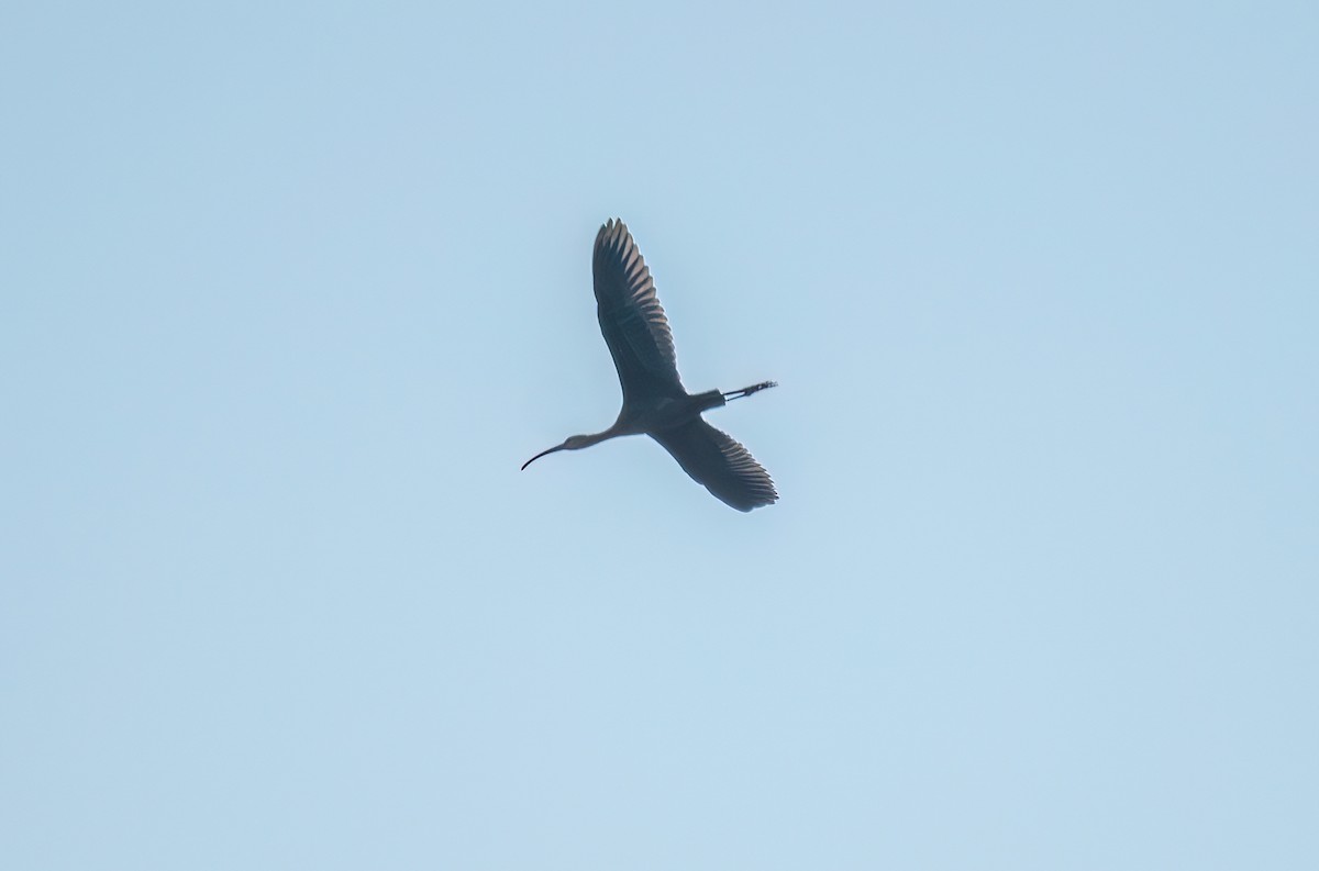 Glossy/White-faced Ibis - ML624752144