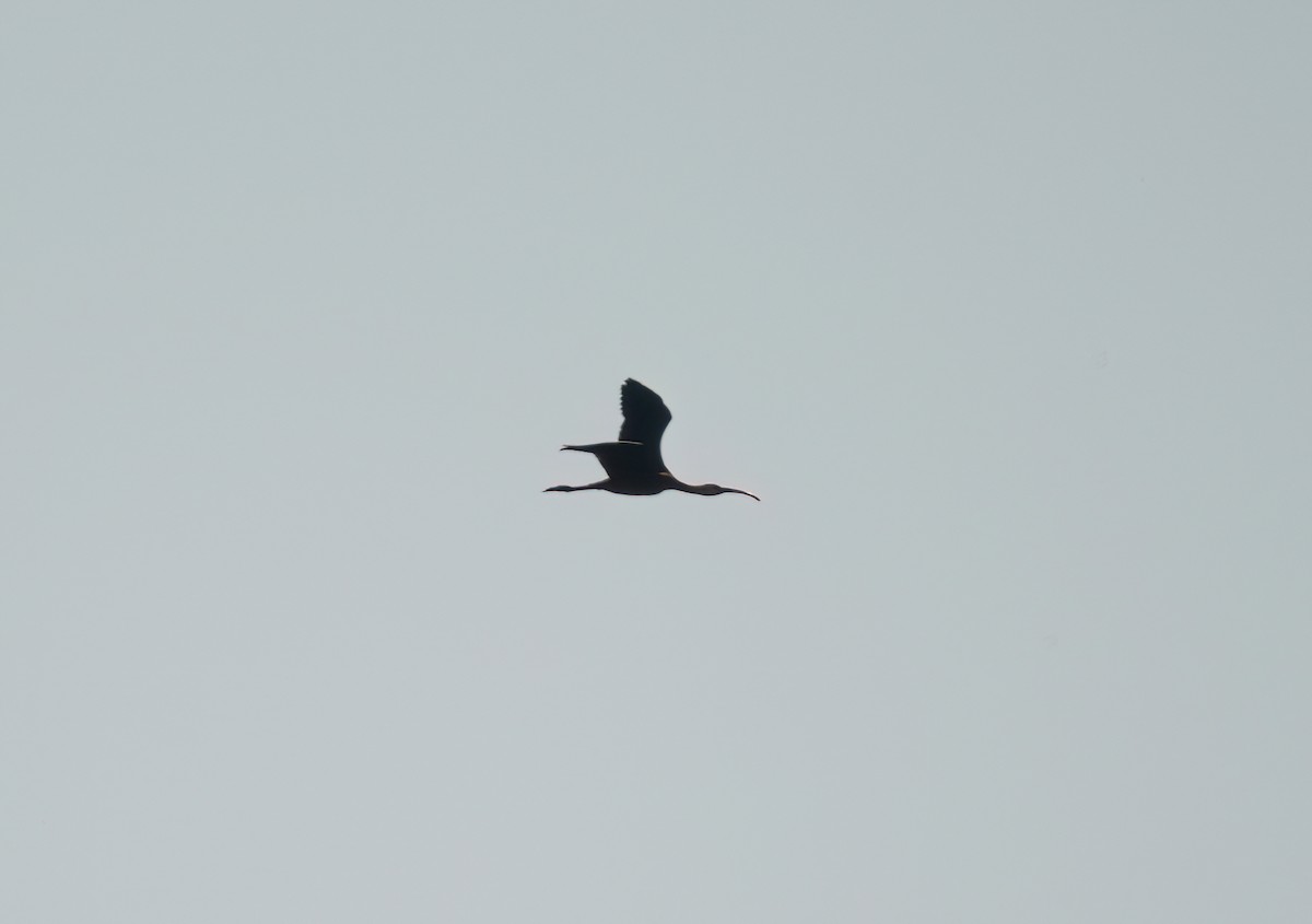 Glossy/White-faced Ibis - ML624752145