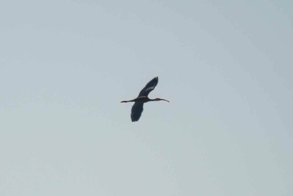 Glossy/White-faced Ibis - ML624752146