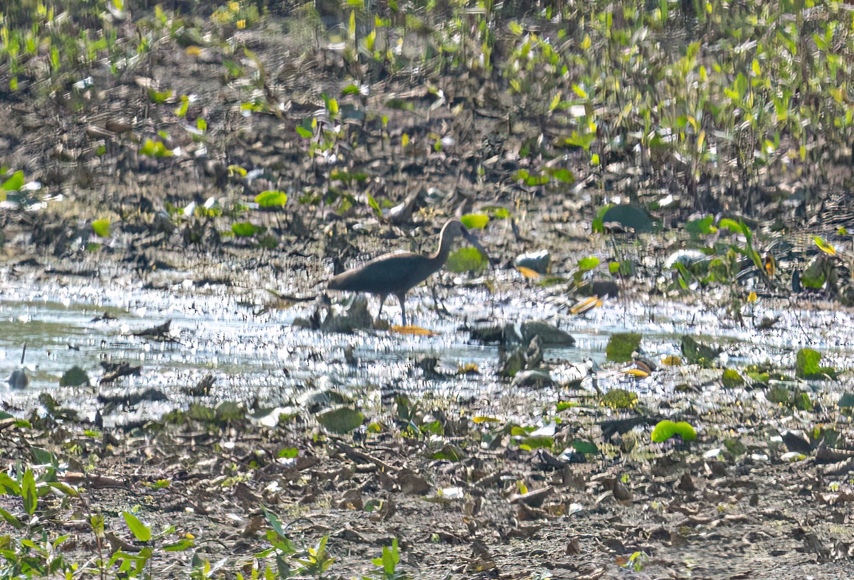 Glossy/White-faced Ibis - ML624752147