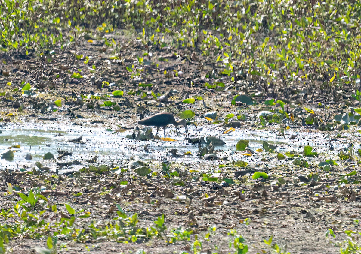 Glossy/White-faced Ibis - ML624752148