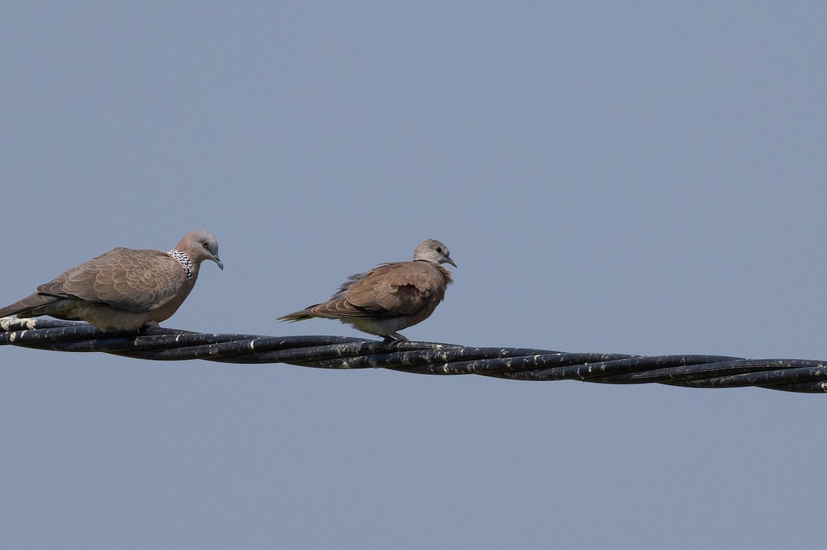 Red Collared-Dove - ML624752160