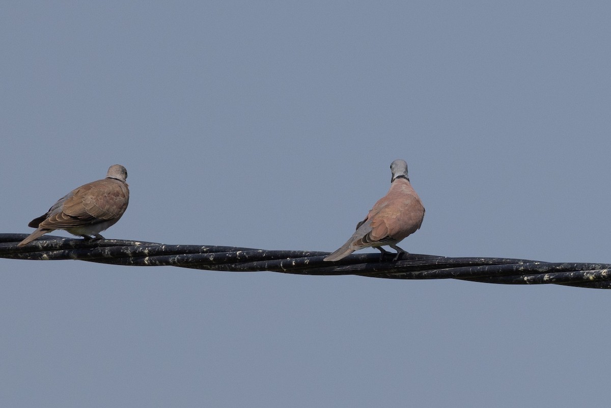 Red Collared-Dove - ML624752161
