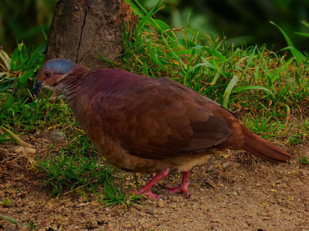 White-throated Quail-Dove - ML624752258