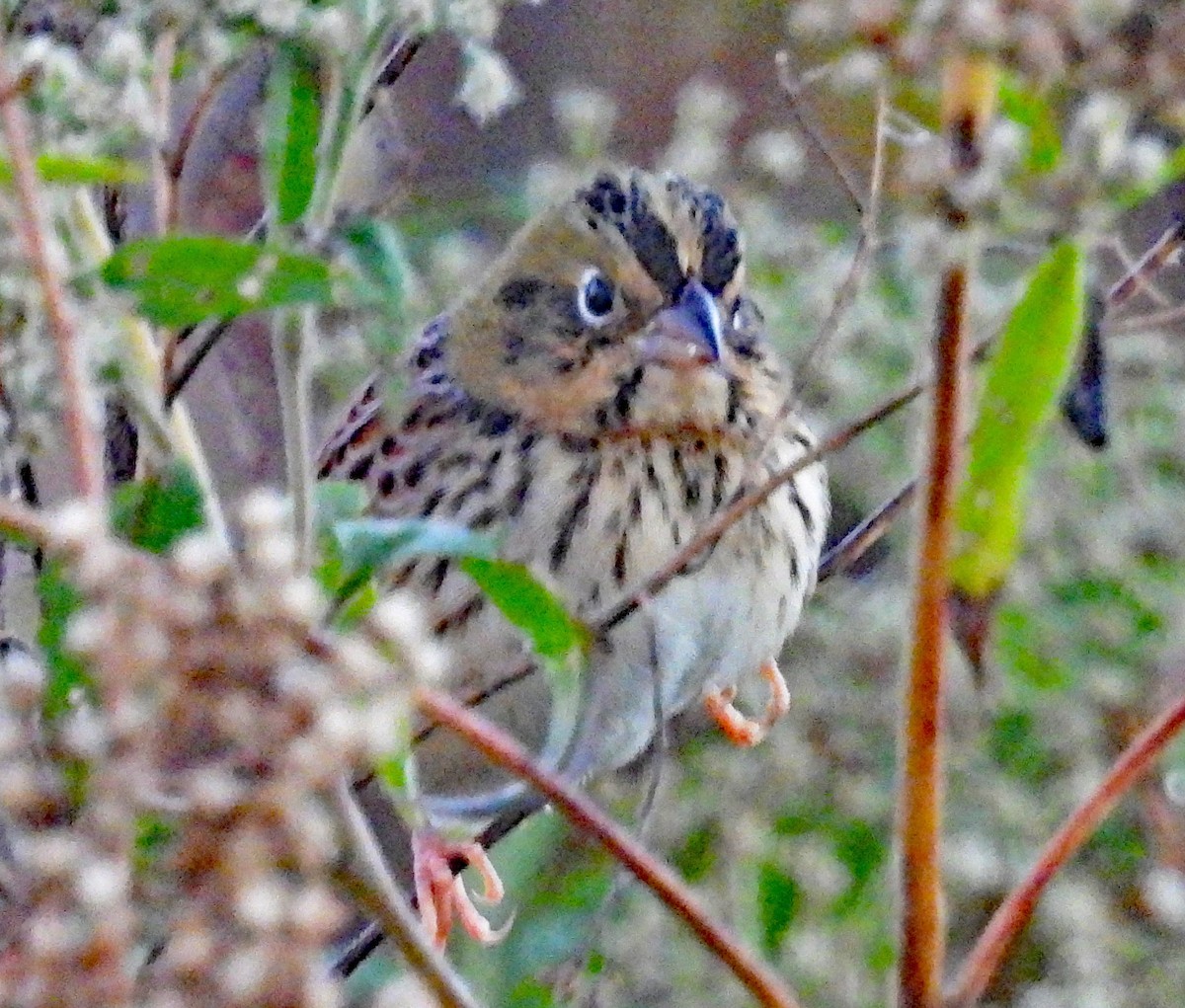 Henslow's Sparrow - ML624752278