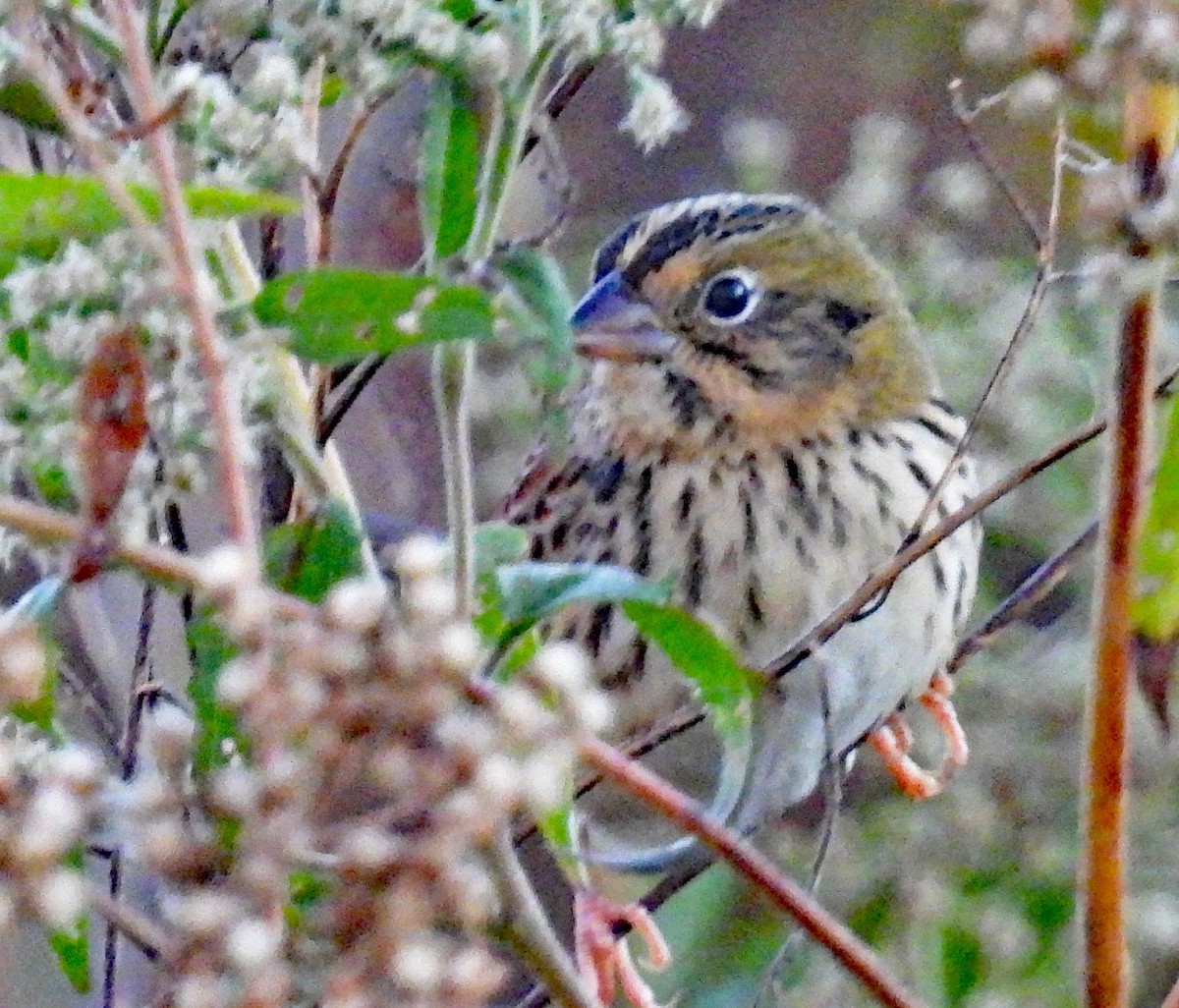 Henslow's Sparrow - ML624752279